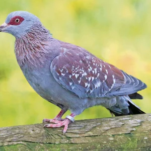 Pigeon de Guinée - le couple