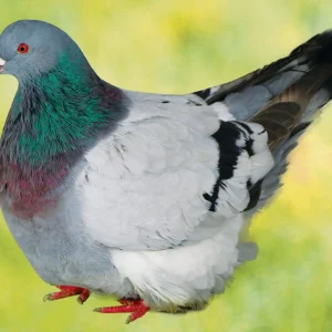 Pigeon Mondain - le mâle Pigeon Mondain - le mâle