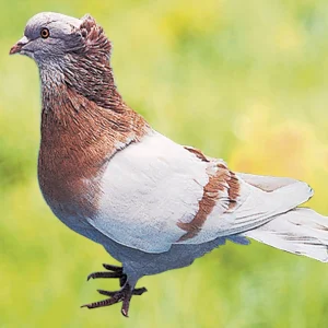 Pigeon Sotto Banca - le mâle
