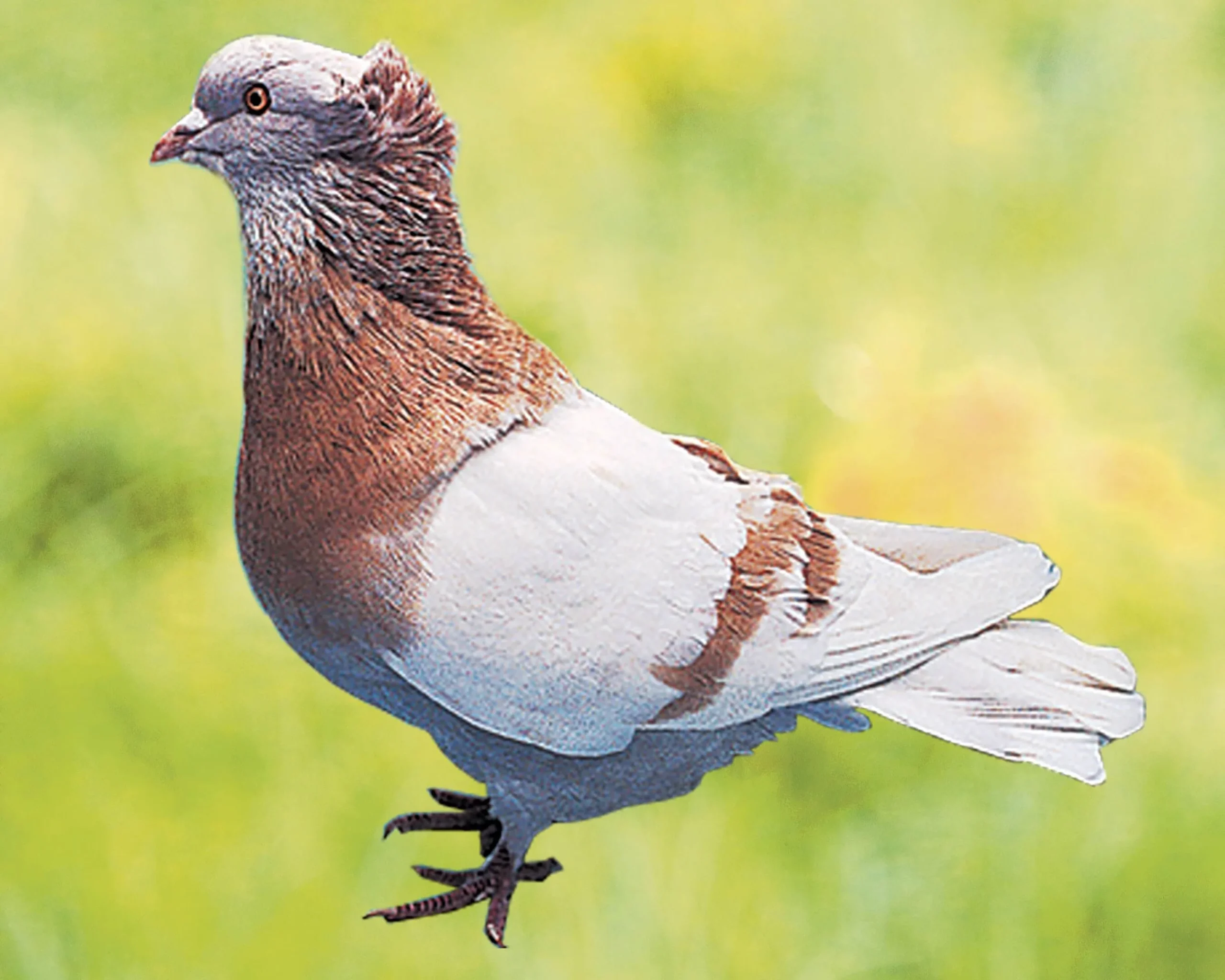 Pigeon Sotto Banca - le mâle