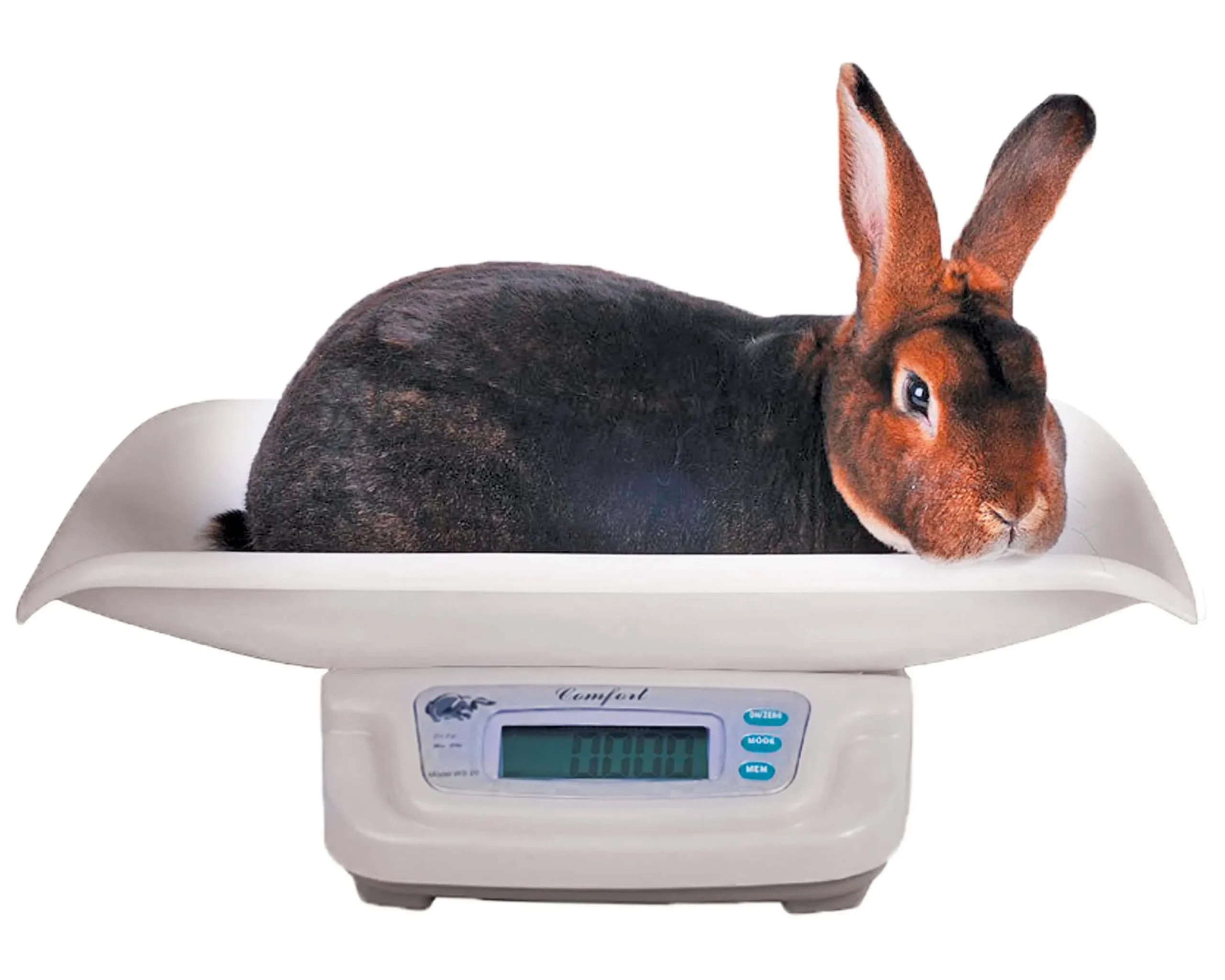 Balance électronique lapin de précision